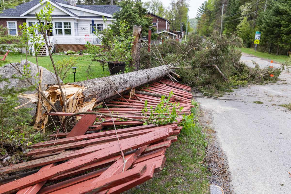 Pile of torn out boards and a fallen log in a yard, the kind of debris DADU site demolition leaves before new work